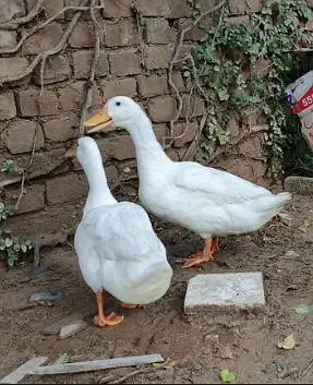 pure white pekin ducks pair healthy and active — photo 3