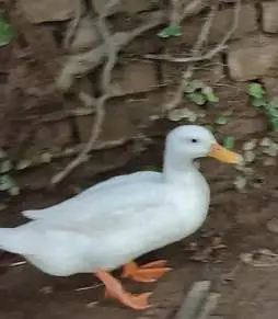 pure white pekin ducks pair healthy and active — photo 4