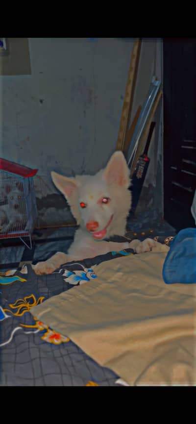 Healthy and active dog available for sale in Alfabad.