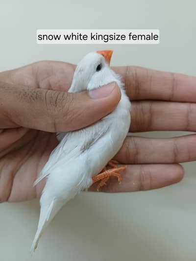 Mutation finches
