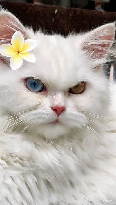 Persian cat