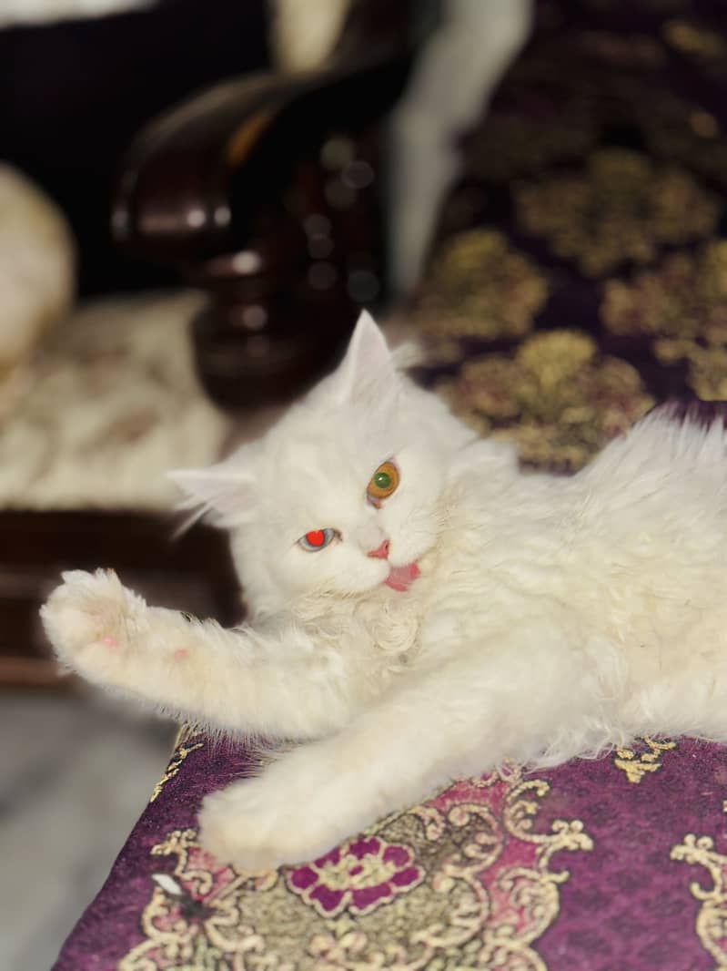 Persian cat 2