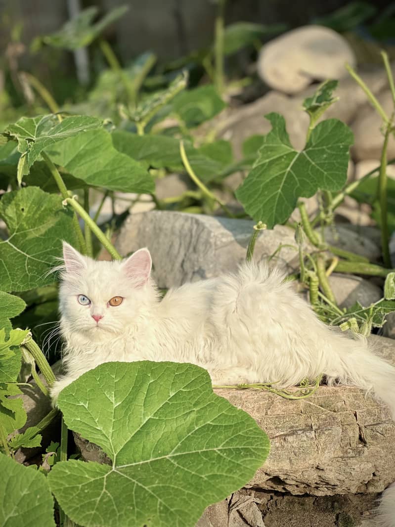 Persian cat 3