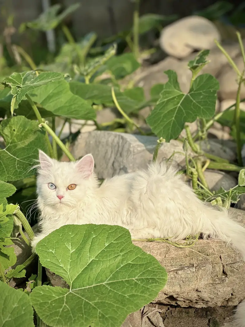 Persian cat — photo 4