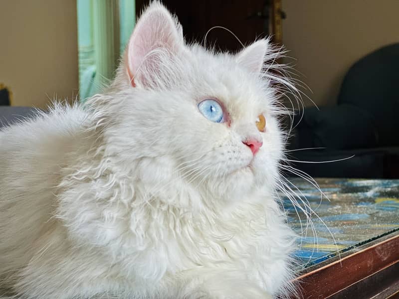 Persian cat 4