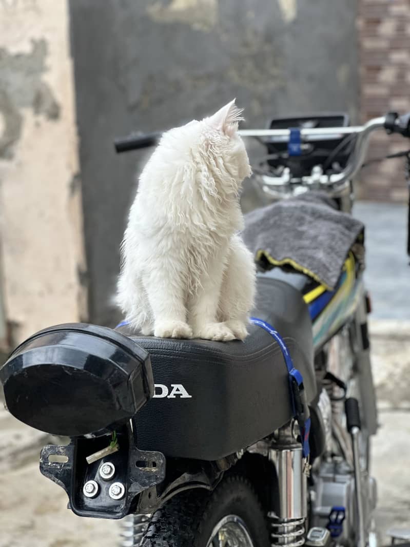 Persian cat 5