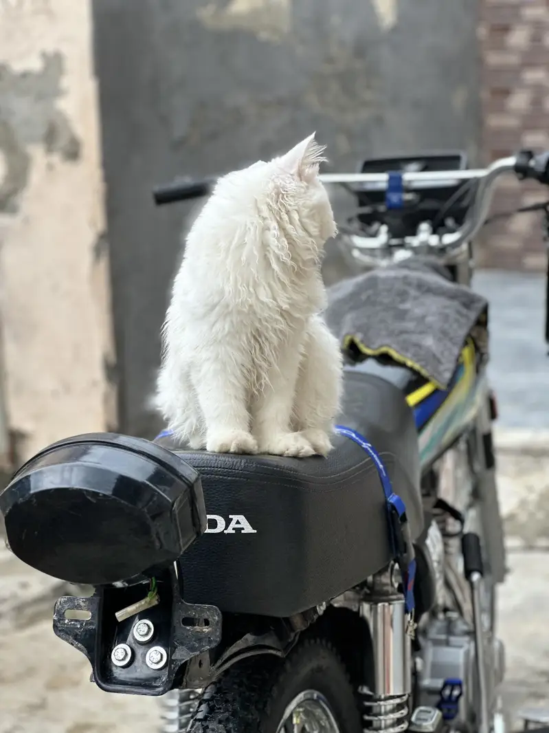 Persian cat — photo 6