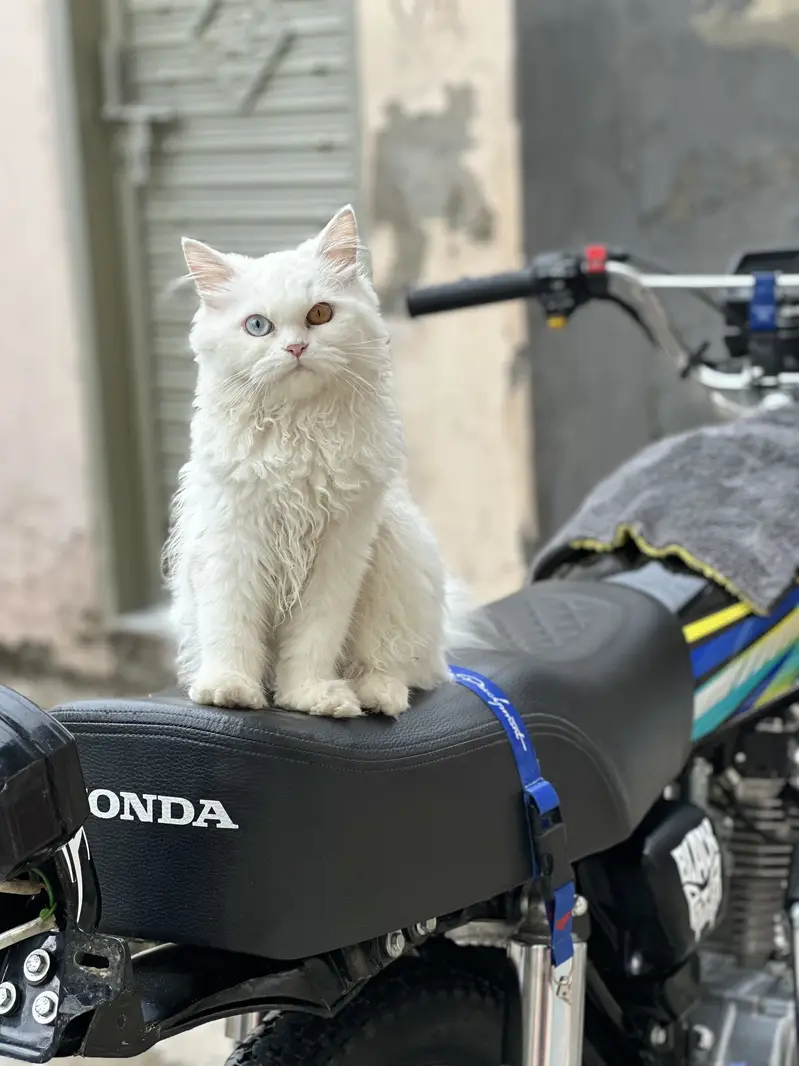 Persian cat — photo 7
