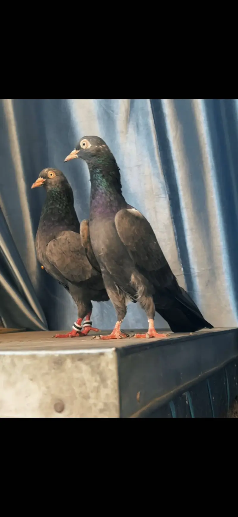 Black teddy breeder pair or pathy available — photo 3
