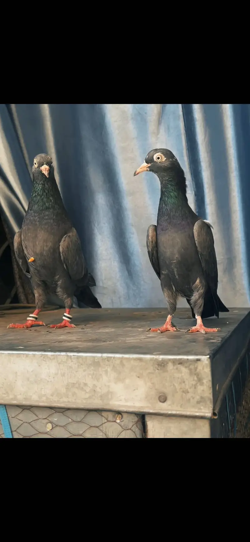 Black teddy breeder pair or pathy available — photo 4