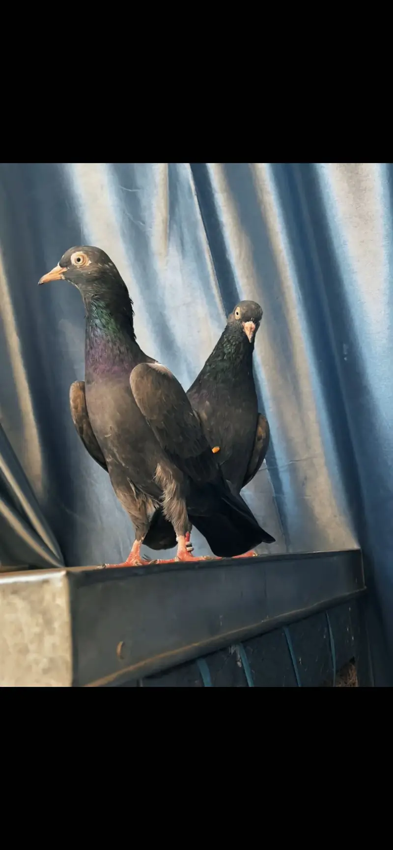 Black teddy breeder pair or pathy available — photo 5