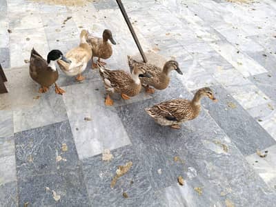 breed ducks