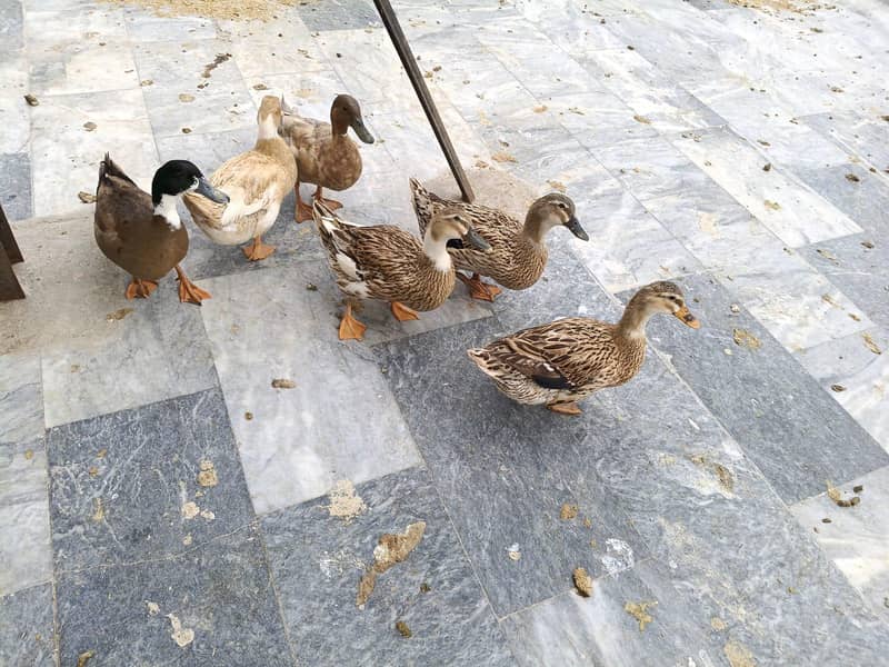 breed ducks 0