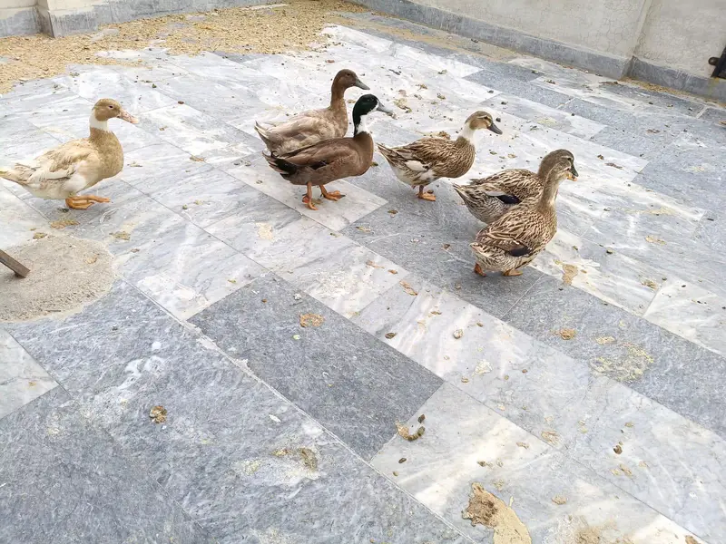 breed ducks — photo 2