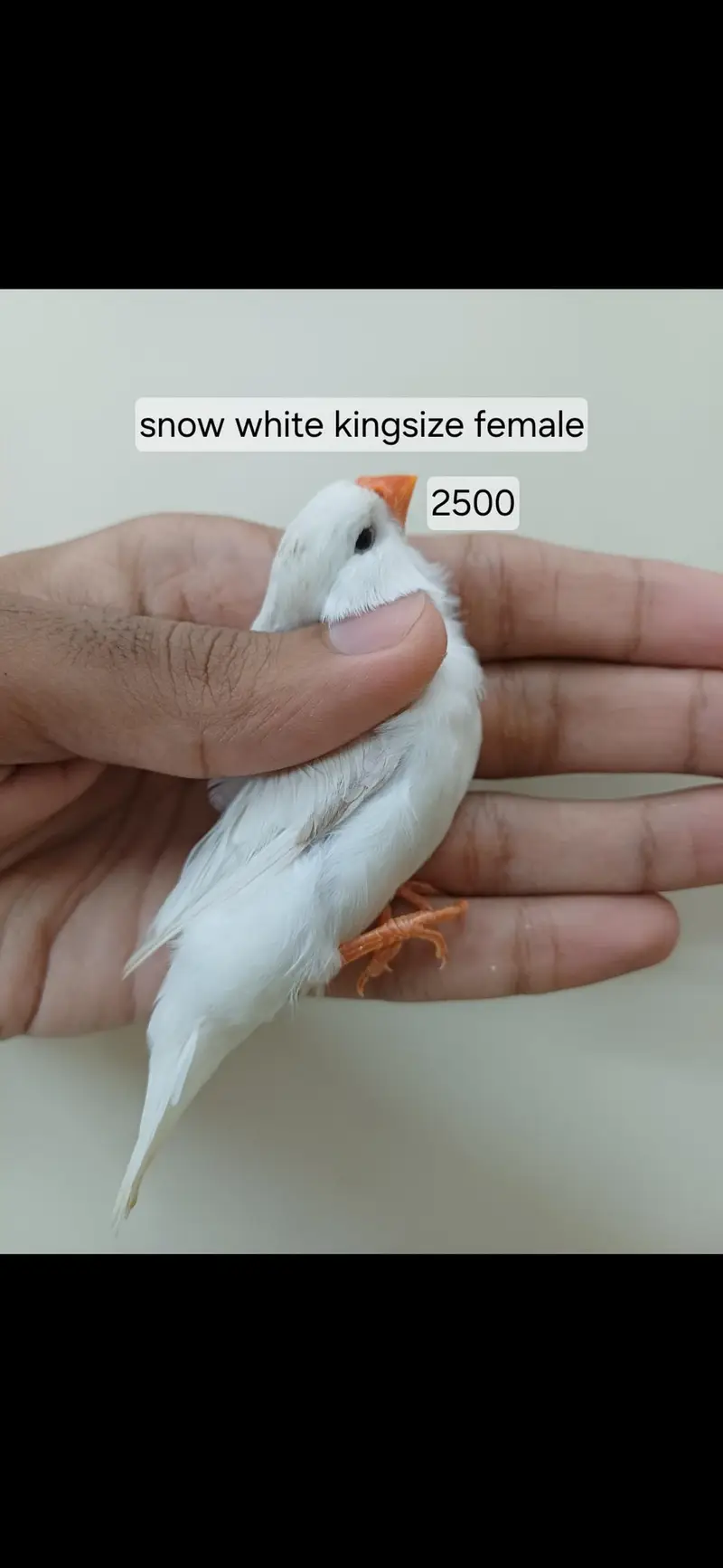 Mutation finches
