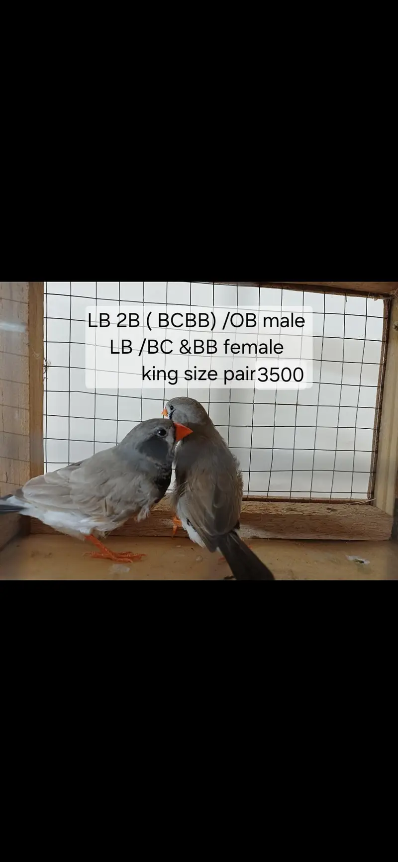 Mutation finches — photo 3