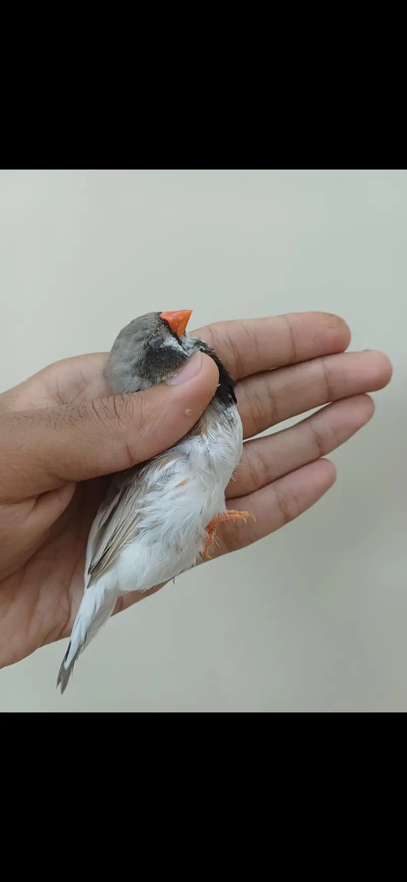 Mutation finches — photo 4