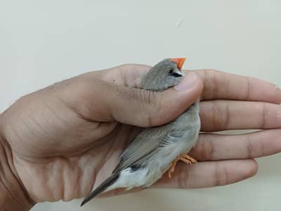 Mutation finches