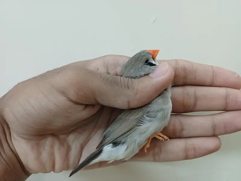 Mutation finches — photo 5