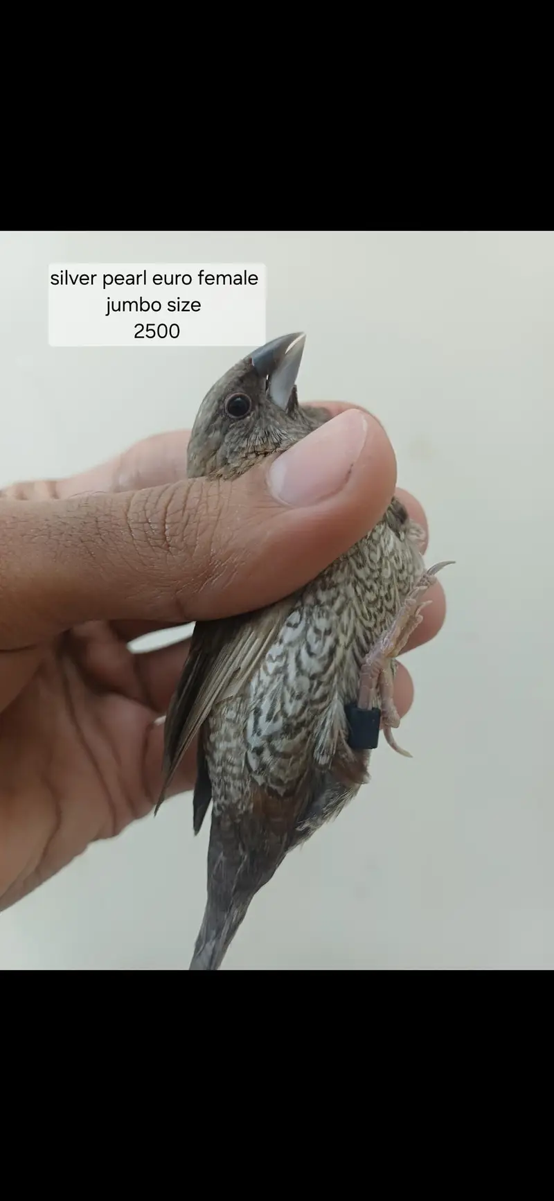 Mutation finches — photo 8