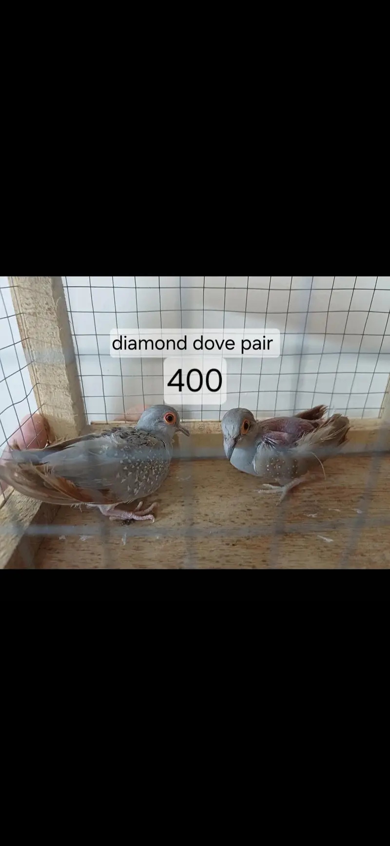 Mutation finches — photo 12