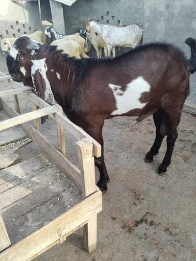 Beetal goat, lal daba( sahiwal breedar) 2dant fresh