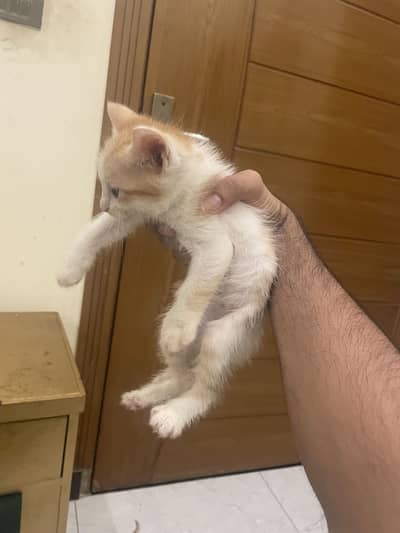 Kittens up for sale