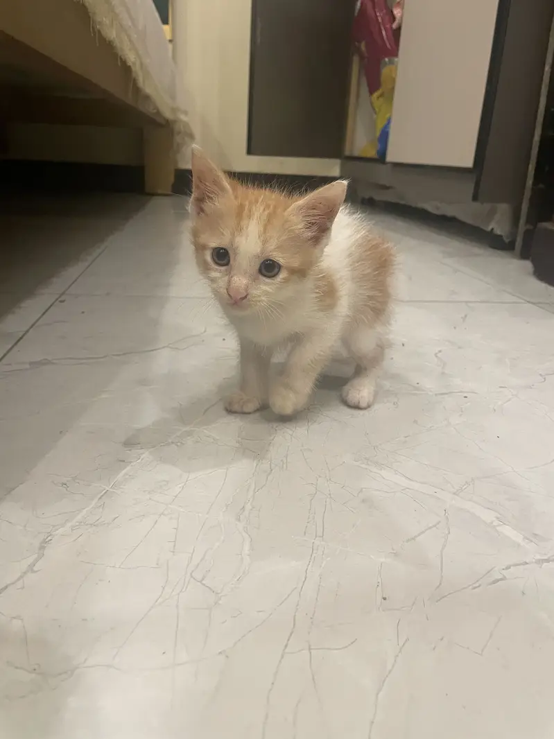 Kittens up for sale — photo 2