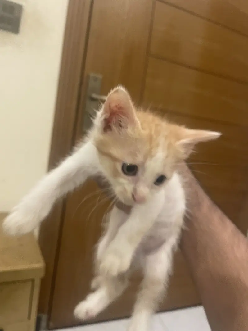 Kittens up for sale — photo 3