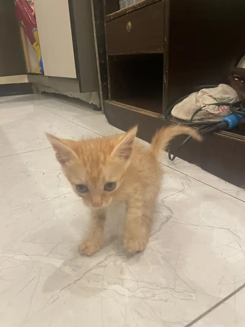 Kittens up for sale — photo 4