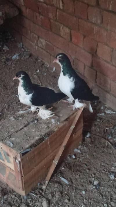best multani pigeons