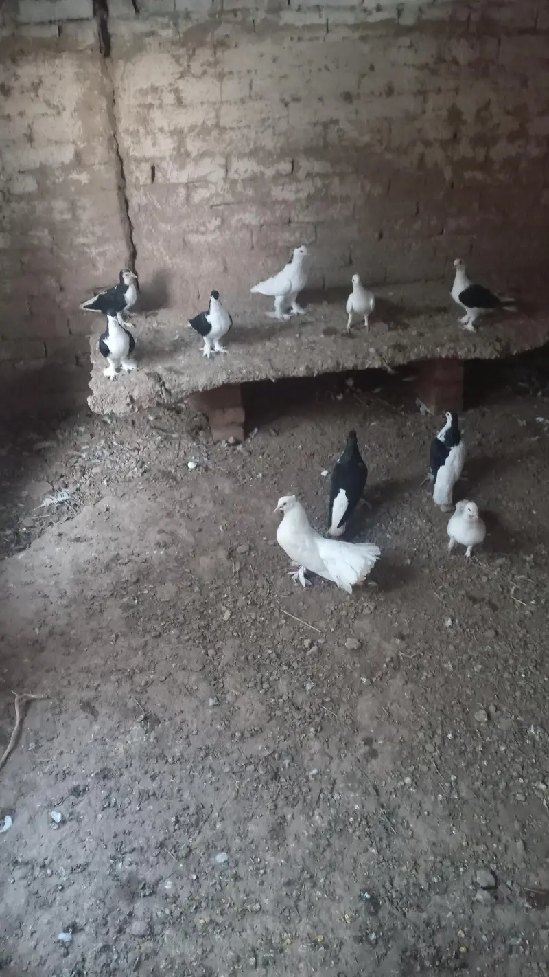 best multani pigeons — photo 2