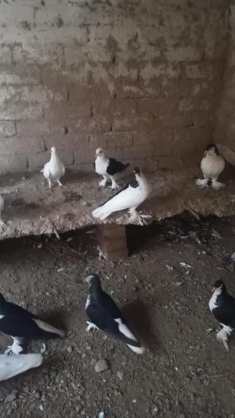 best multani pigeons — photo 3