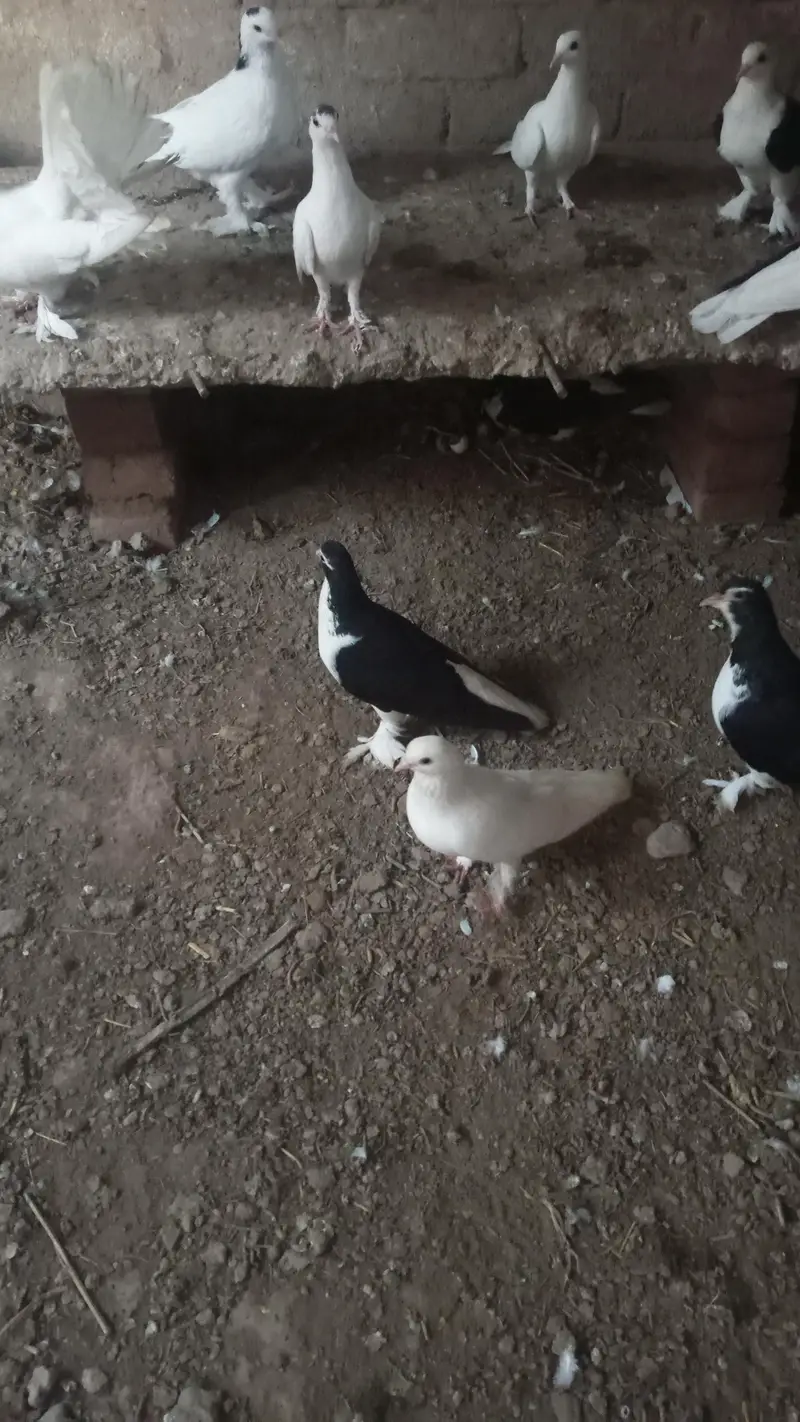 best multani pigeons — photo 4