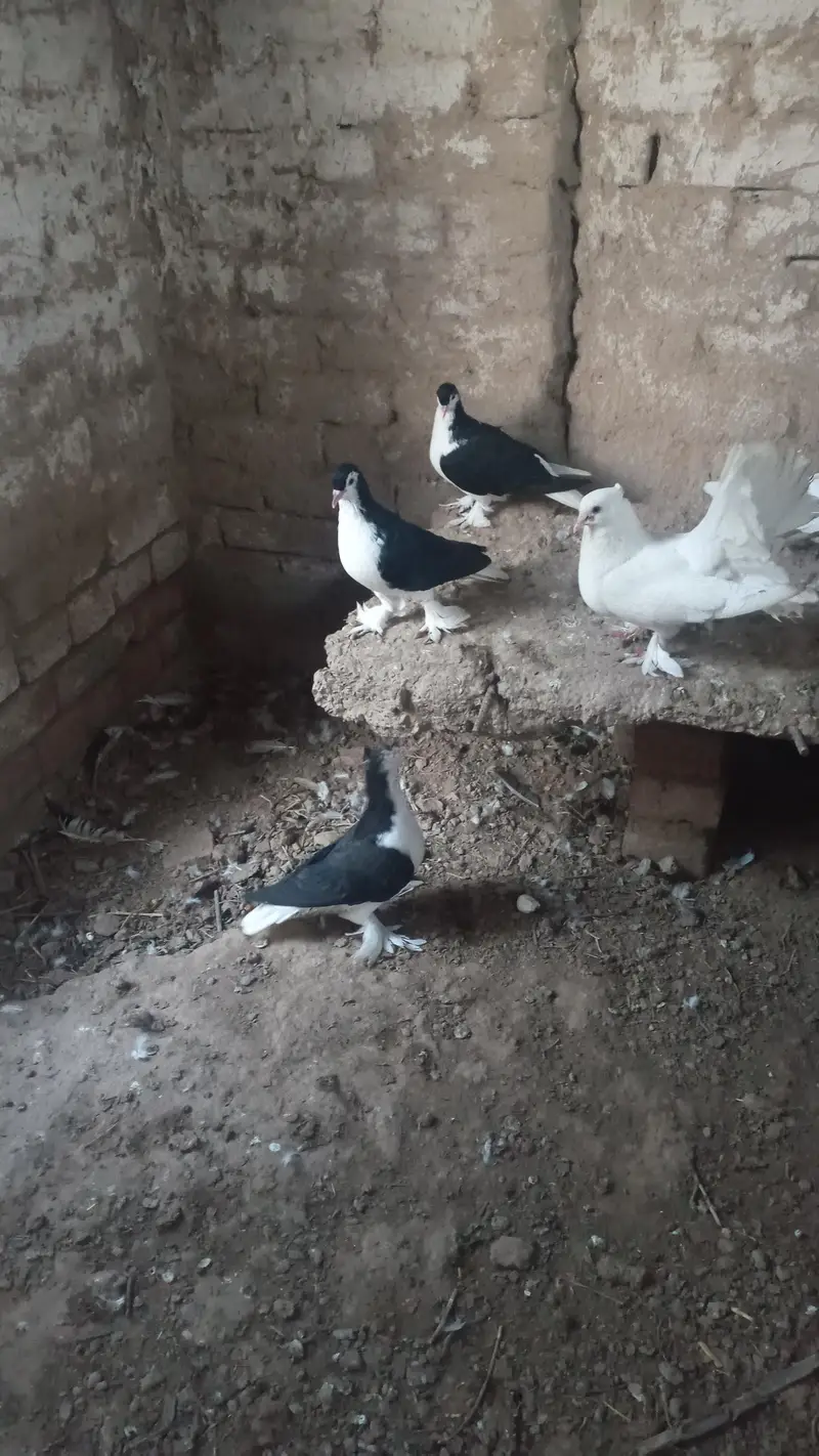 best multani pigeons — photo 5