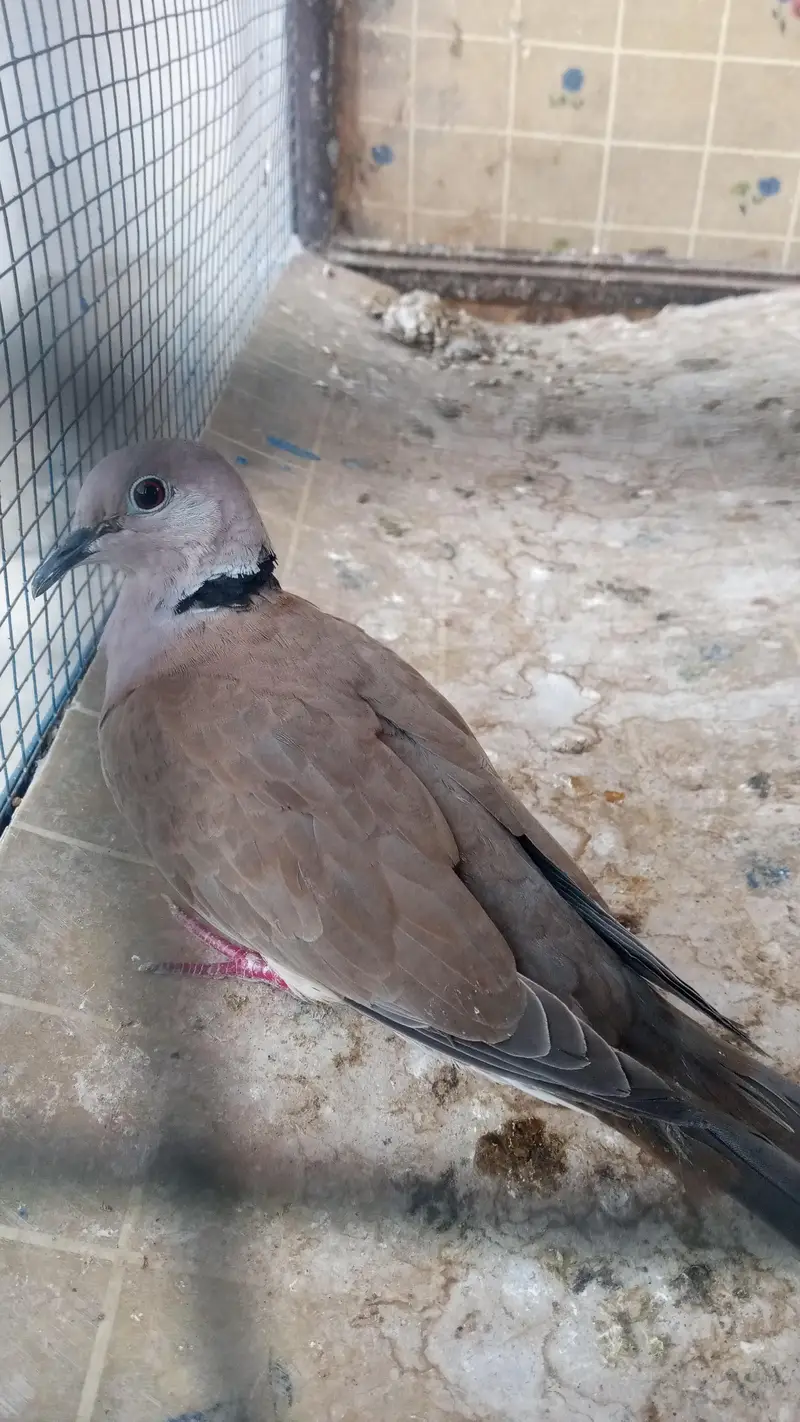 best multani pigeons — photo 6