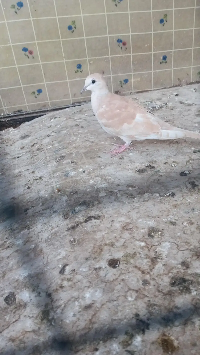 best multani pigeons — photo 7