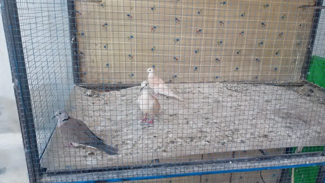 best multani pigeons — photo 8