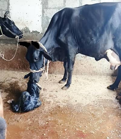 Cow/Buffalo/گاۓ