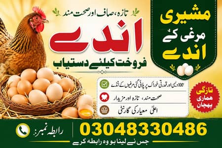  مشری مرغی کے انڈے فروخت کے لیے دستیاب ہیں 