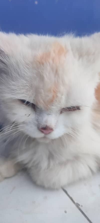 Persian cat blue eyes triple coat hair
