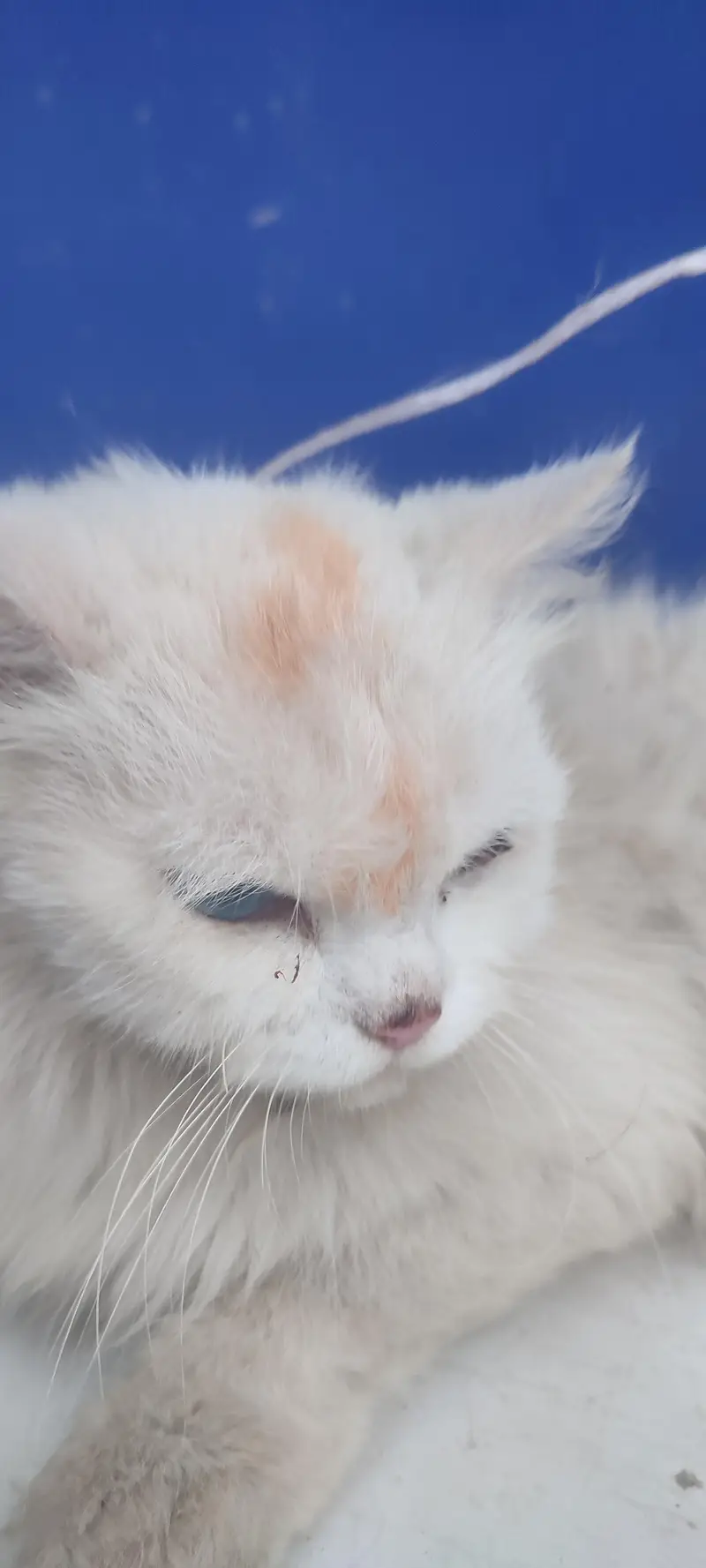 Persian cat blue eyes triple coat hair — photo 2