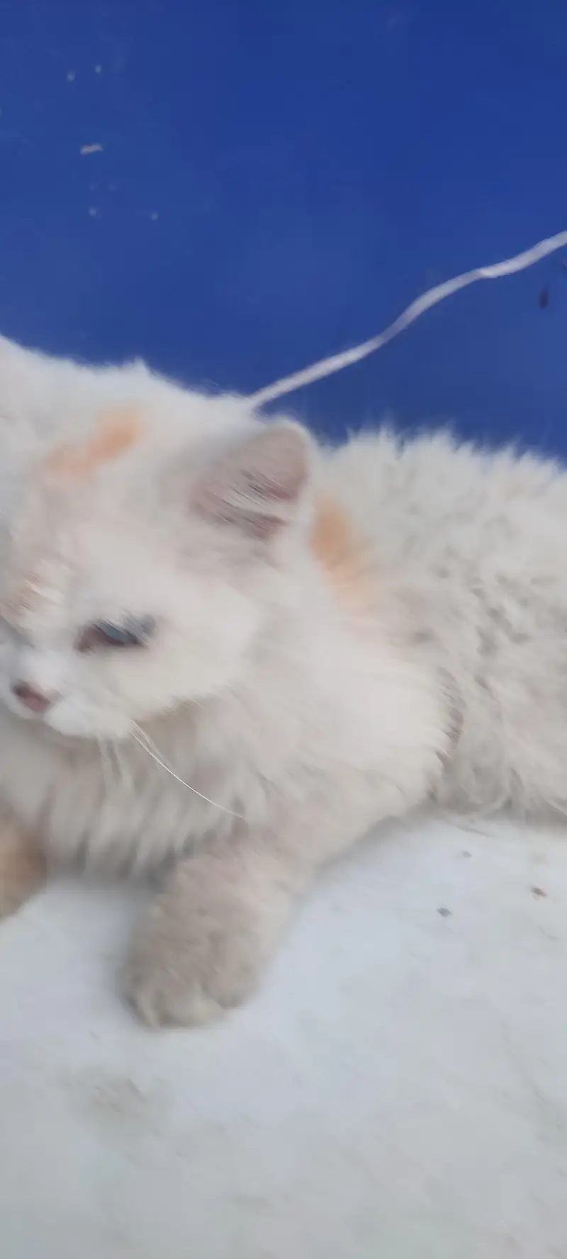 Persian cat blue eyes triple coat hair — photo 3