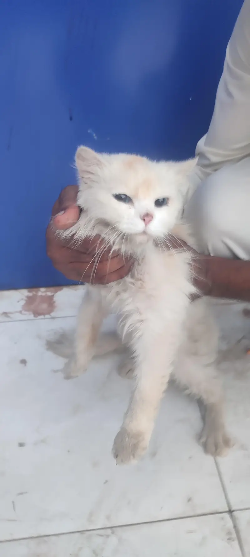Persian cat blue eyes triple coat hair — photo 4