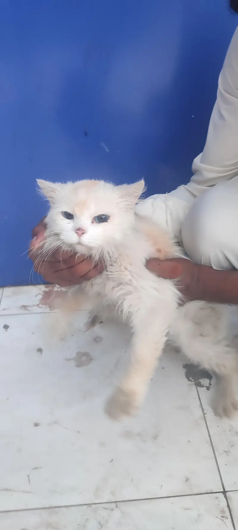 Persian cat blue eyes triple coat hair — photo 5