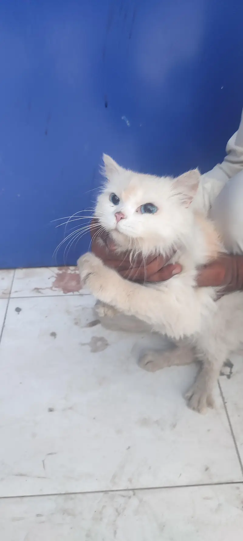 Persian cat blue eyes triple coat hair — photo 6