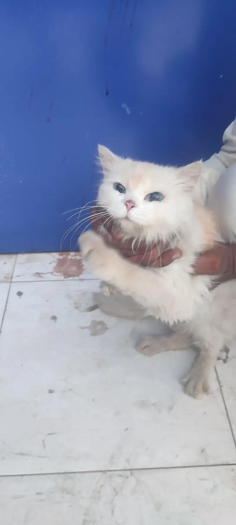 Persian cat blue eyes triple coat hair — photo 7