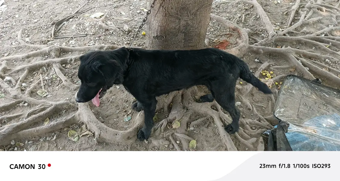 Black labradore female — photo 2