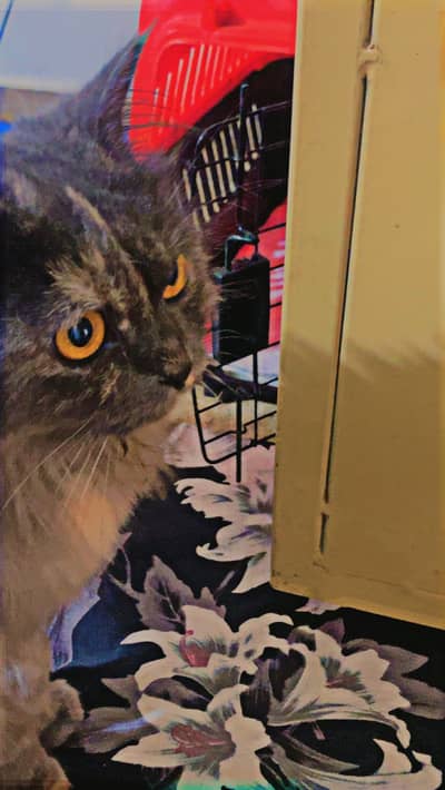 Doll face persian