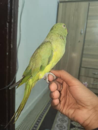 talking parrot female